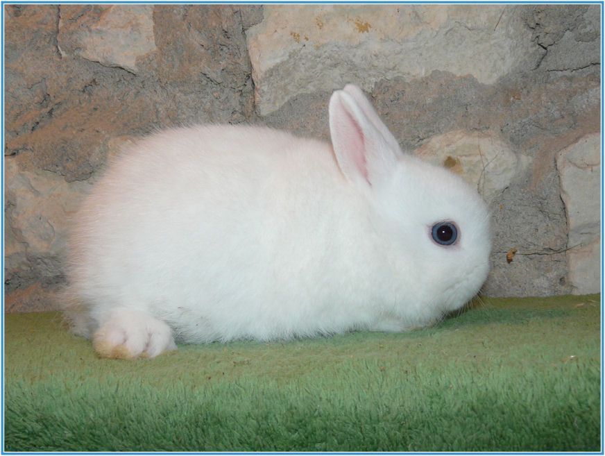 Blanc yeux bleus